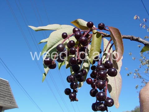 chokecherry, common